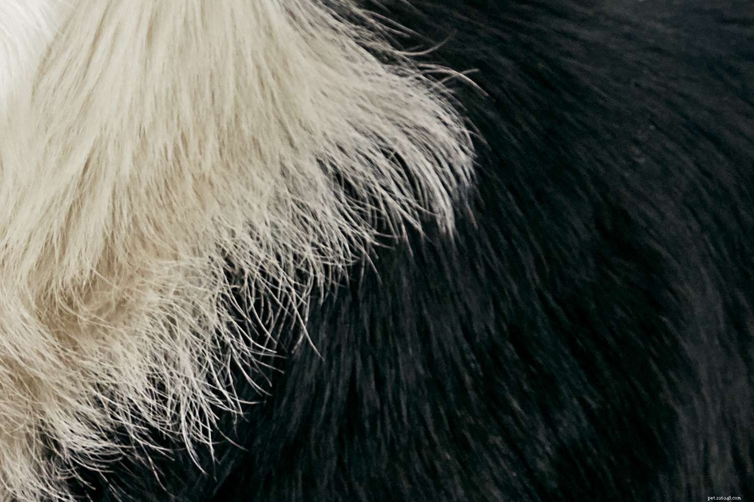 Border Collie: Characteristics, Care, Training & Health Guide