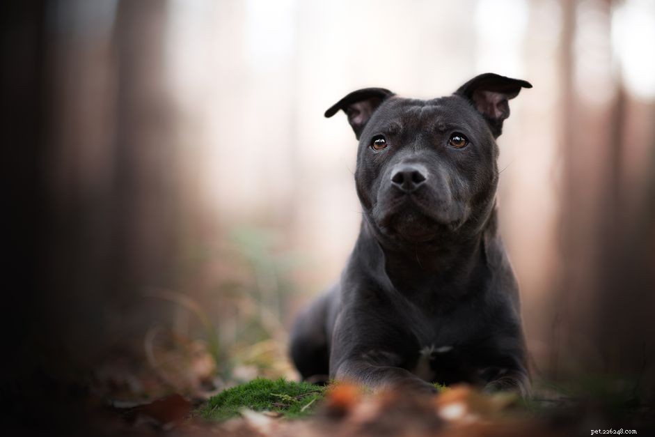 Staffordshire Bull Terrier (Stafford): Characteristics, Care, and Adoption Guide