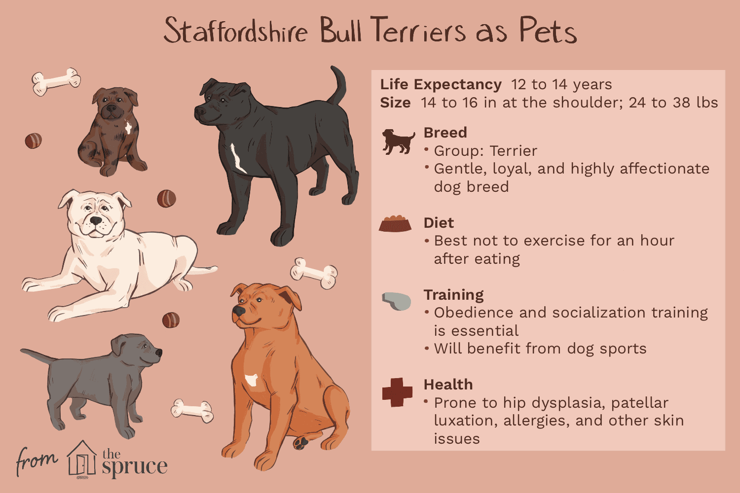 Staffordshire Bull Terrier (Stafford): Characteristics, Care, and Adoption Guide