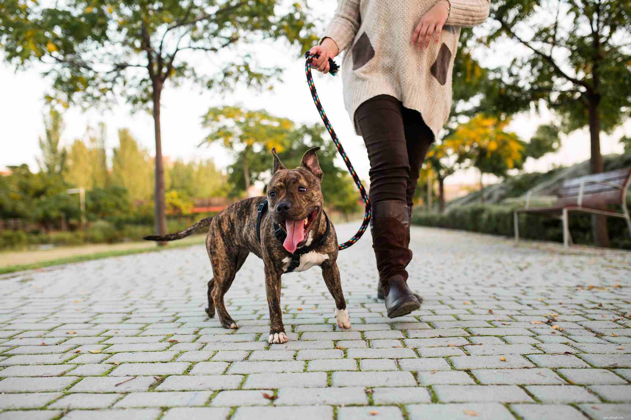 Staffordshire Bull Terrier (Stafford): Characteristics, Care, and Adoption Guide