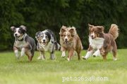 Staffordshire Bull Terrier (Stafford): Characteristics, Care, and Adoption Guide