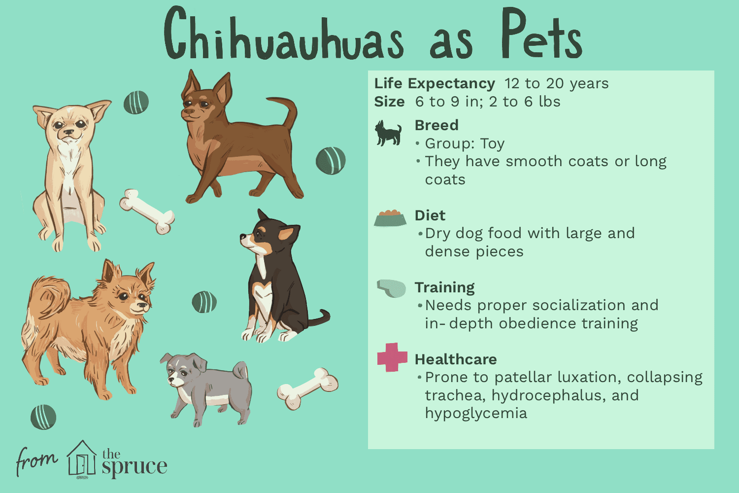 Chihuahua Dog Breed Guide: Traits, Care, and Training Tips