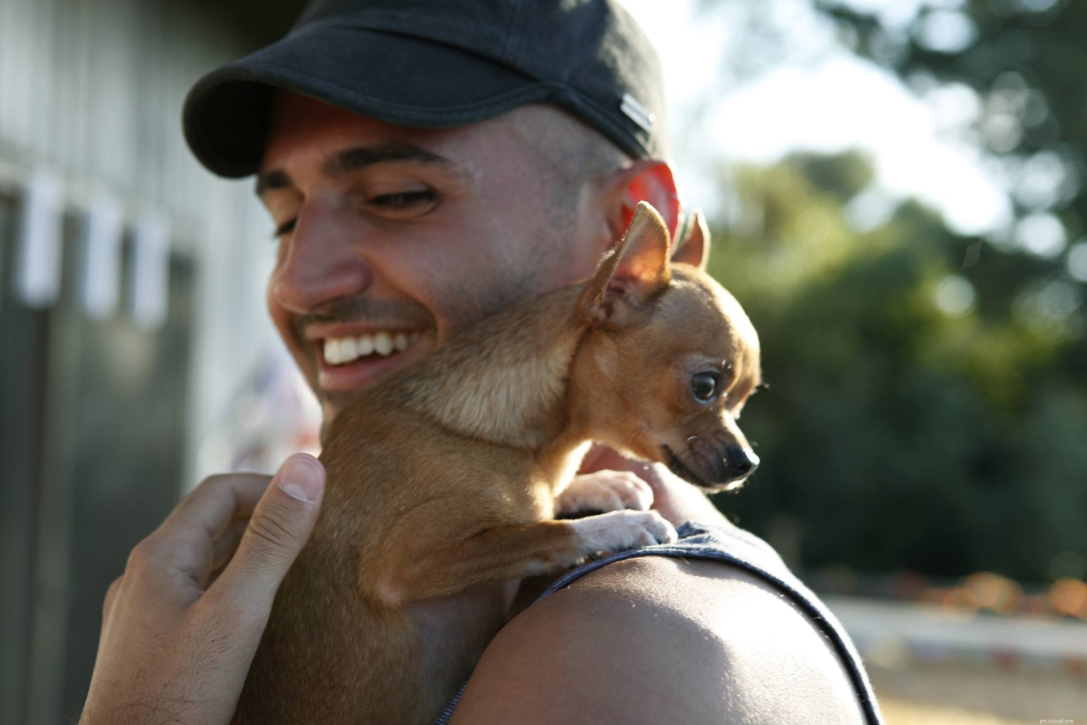 Chihuahua Dog Breed Guide: Traits, Care, and Training Tips