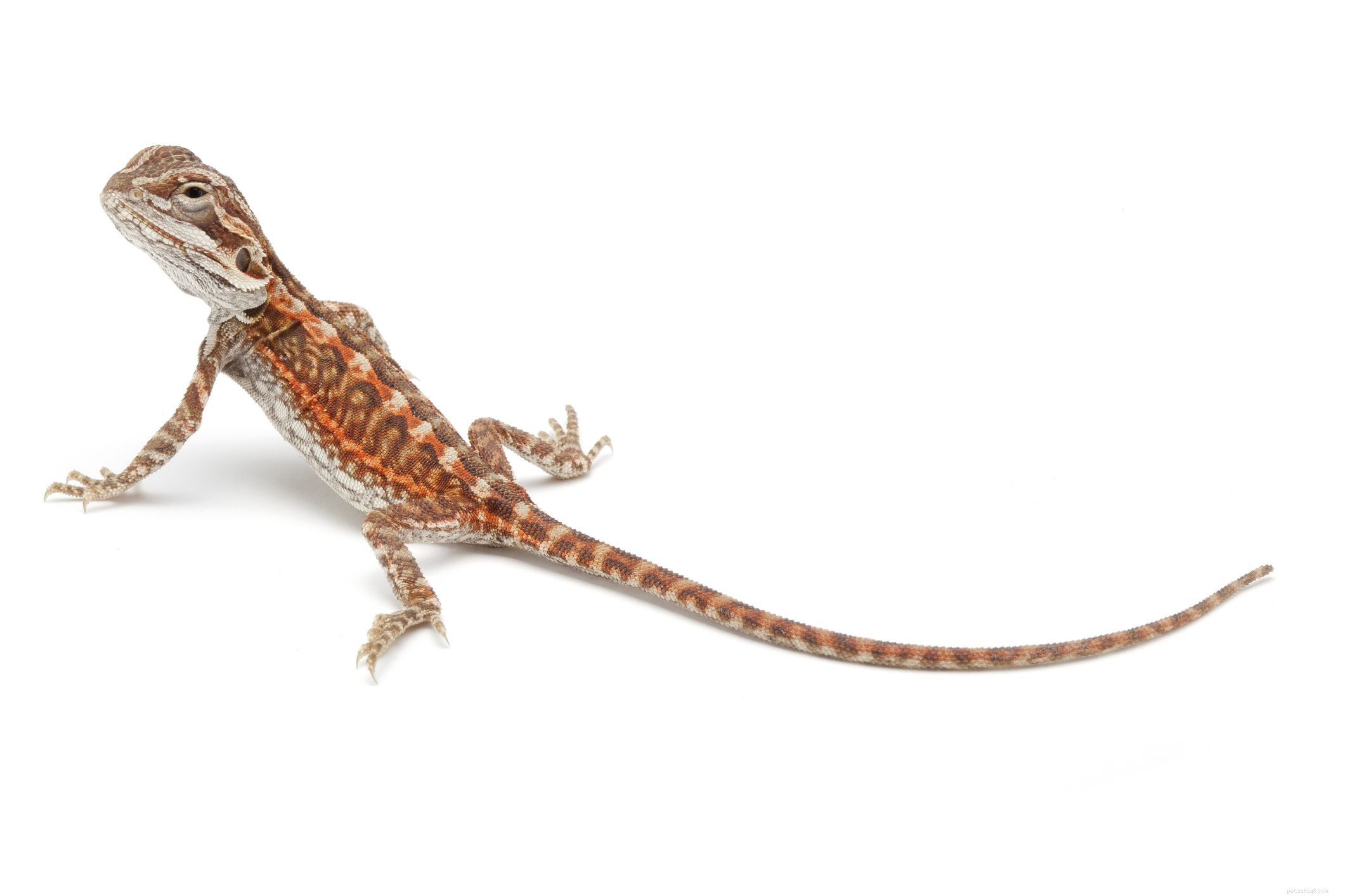 Explore 11 Stunning Bearded Dragon Morphs: Colors, Patterns & Unique Traits