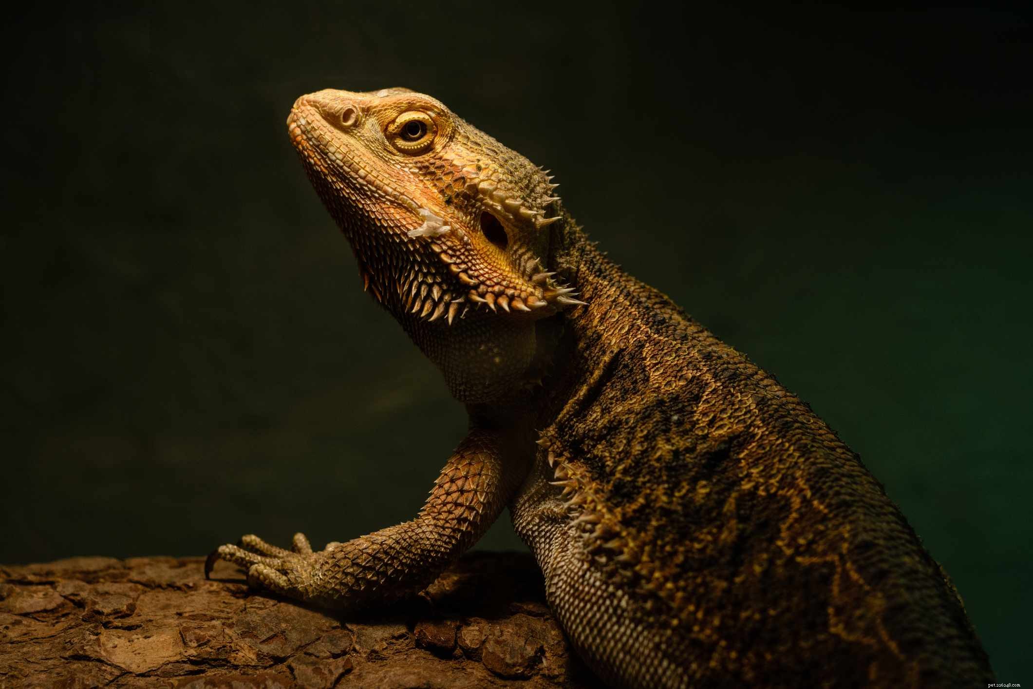 Explore 11 Stunning Bearded Dragon Morphs: Colors, Patterns & Unique Traits