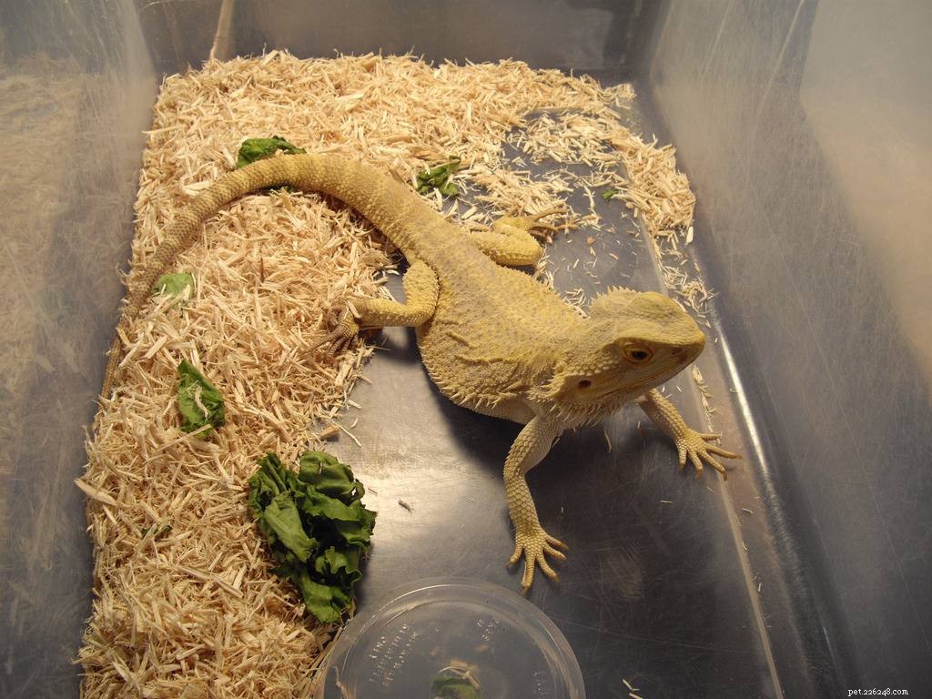 Explore 11 Stunning Bearded Dragon Morphs: Colors, Patterns & Unique Traits