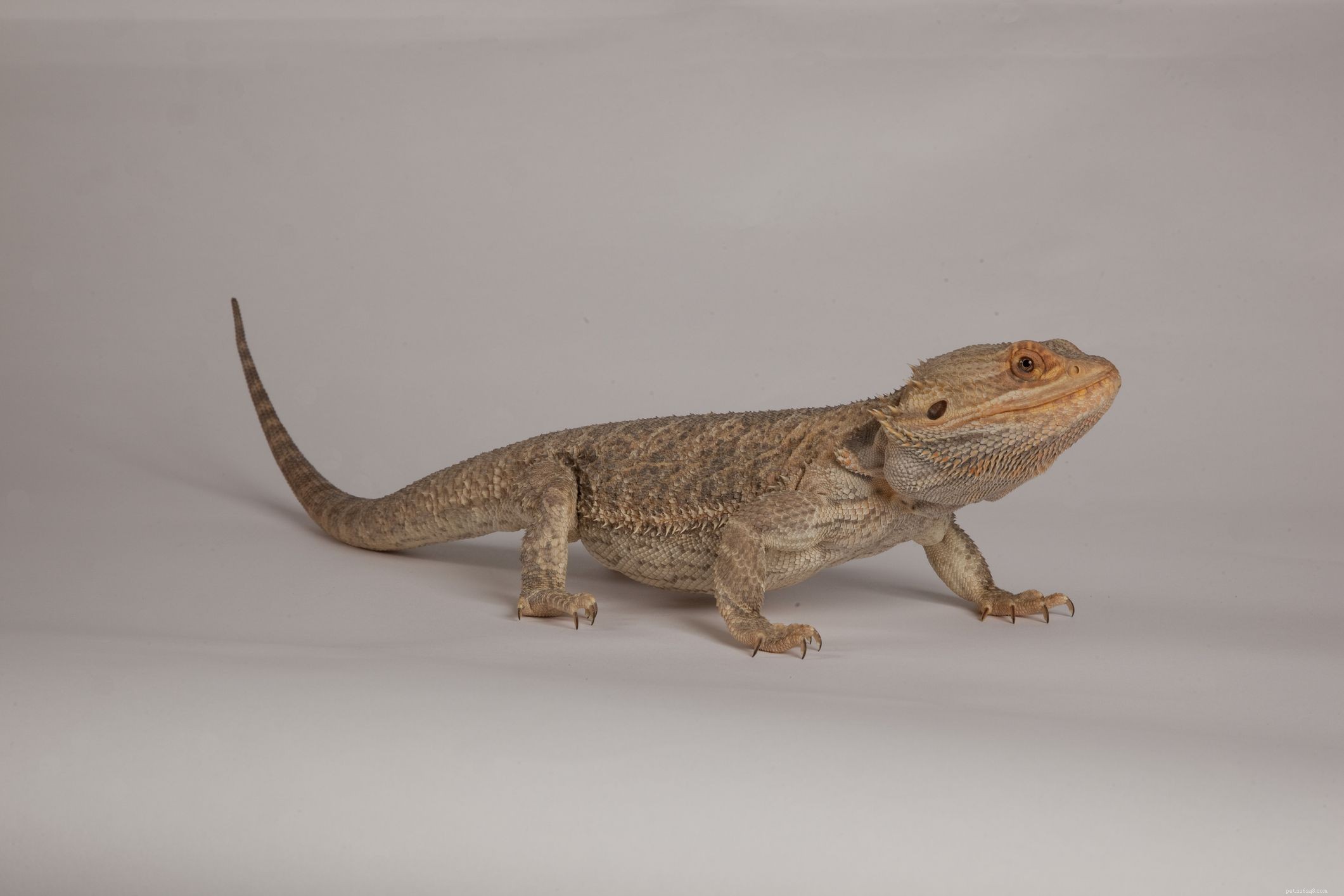 Explore 11 Stunning Bearded Dragon Morphs: Colors, Patterns & Unique Traits