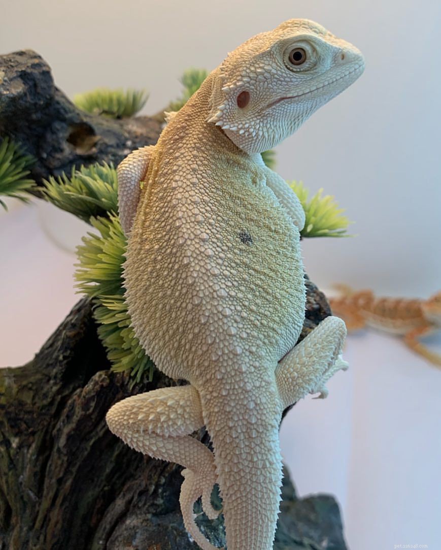 Explore 11 Stunning Bearded Dragon Morphs: Colors, Patterns & Unique Traits
