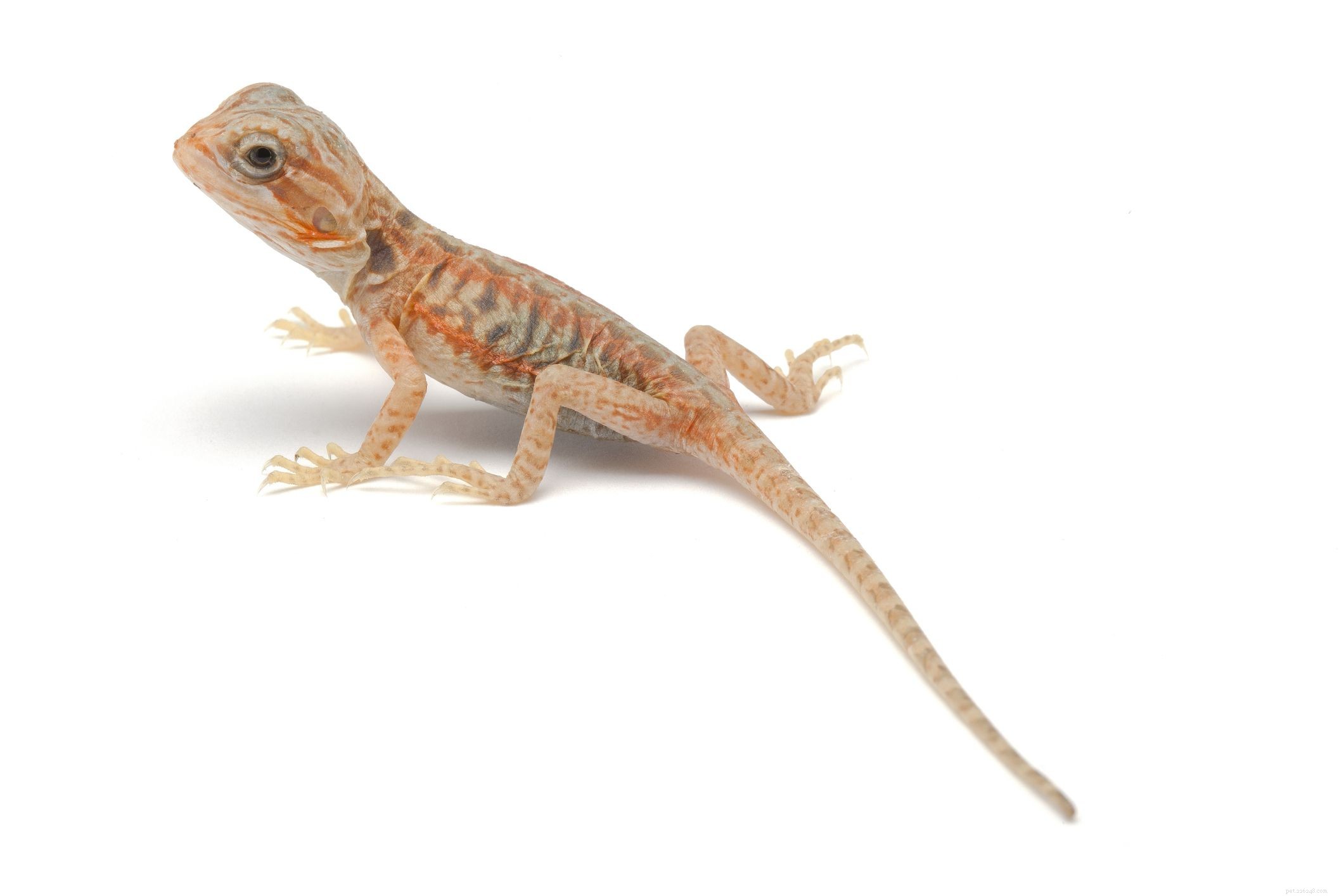 Explore 11 Stunning Bearded Dragon Morphs: Colors, Patterns & Unique Traits