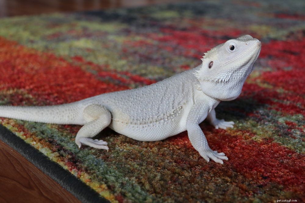 Explore 11 Stunning Bearded Dragon Morphs: Colors, Patterns & Unique Traits