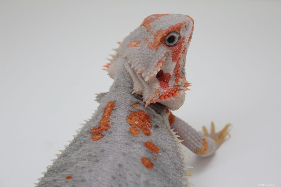 Explore 11 Stunning Bearded Dragon Morphs: Colors, Patterns & Unique Traits
