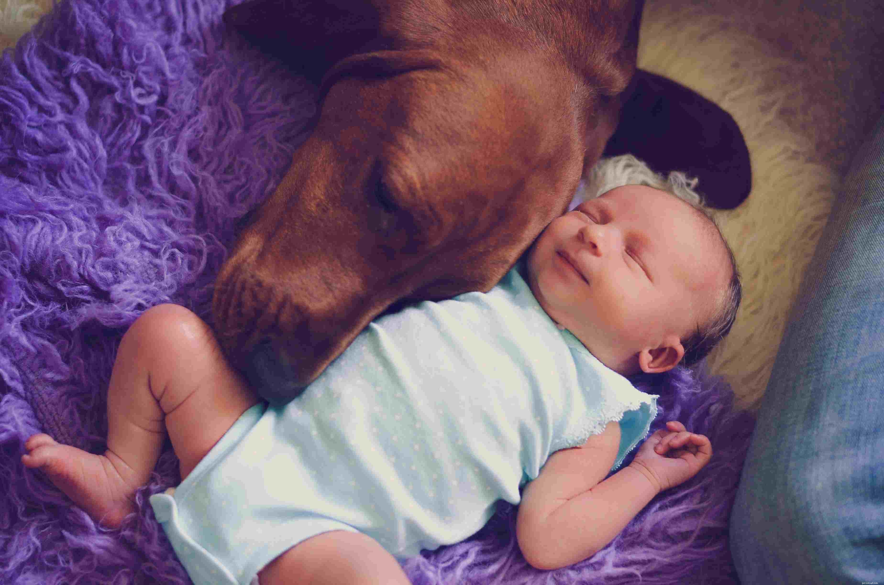 Redbone Coonhound: Traits, Care, and Training Guide