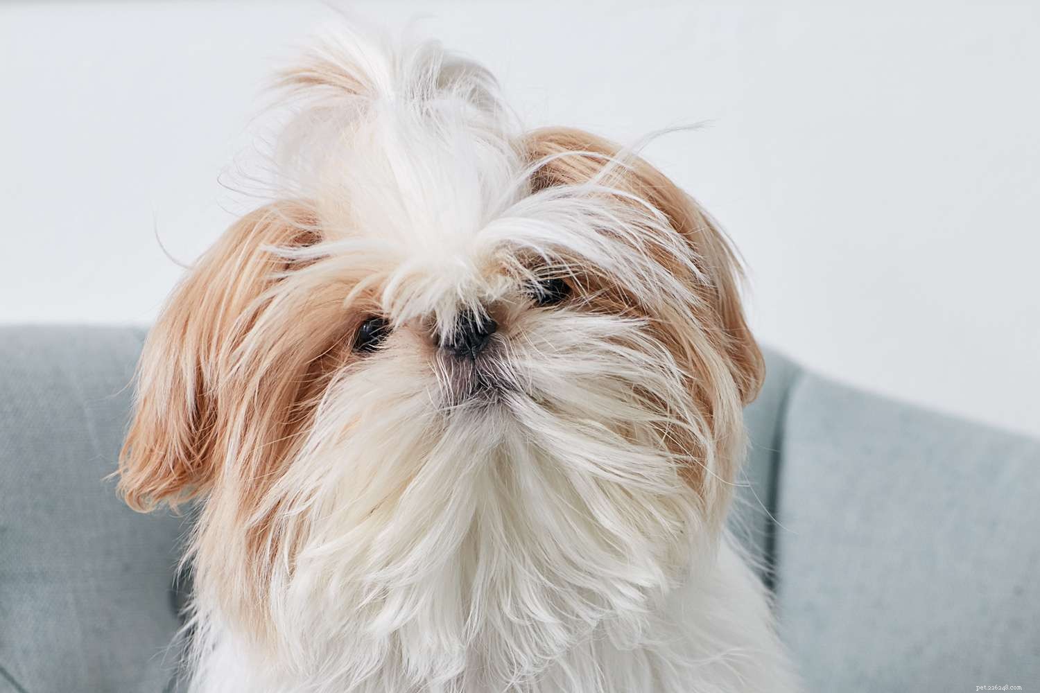 Shih Tzu Dog Breed: Characteristics, Care, and Training Tips