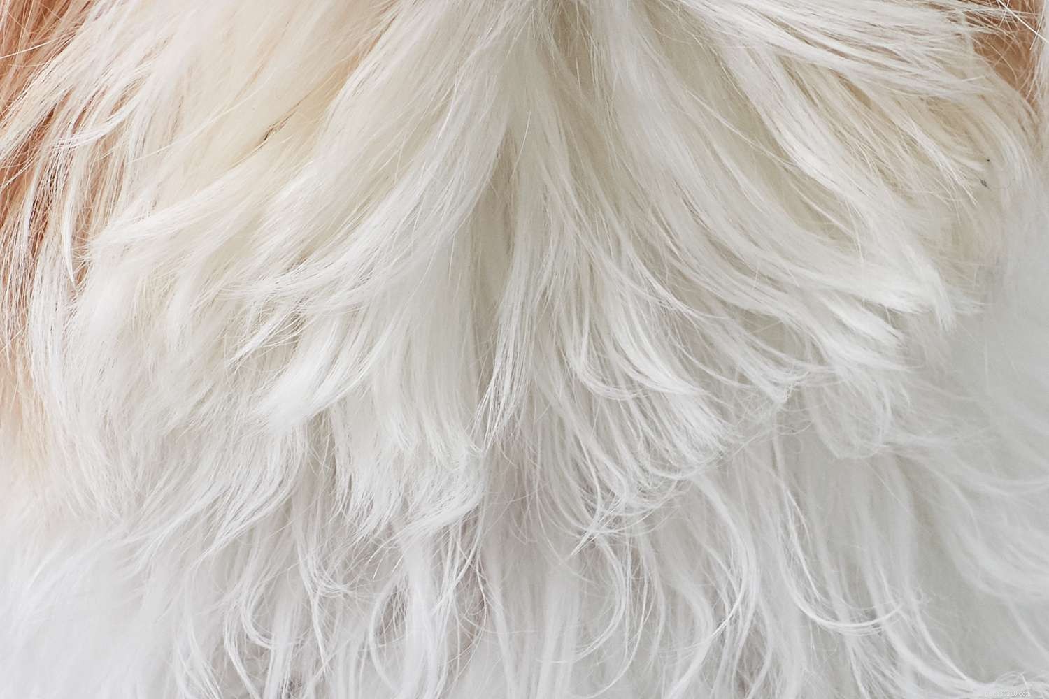 Shih Tzu Dog Breed: Characteristics, Care, and Training Tips