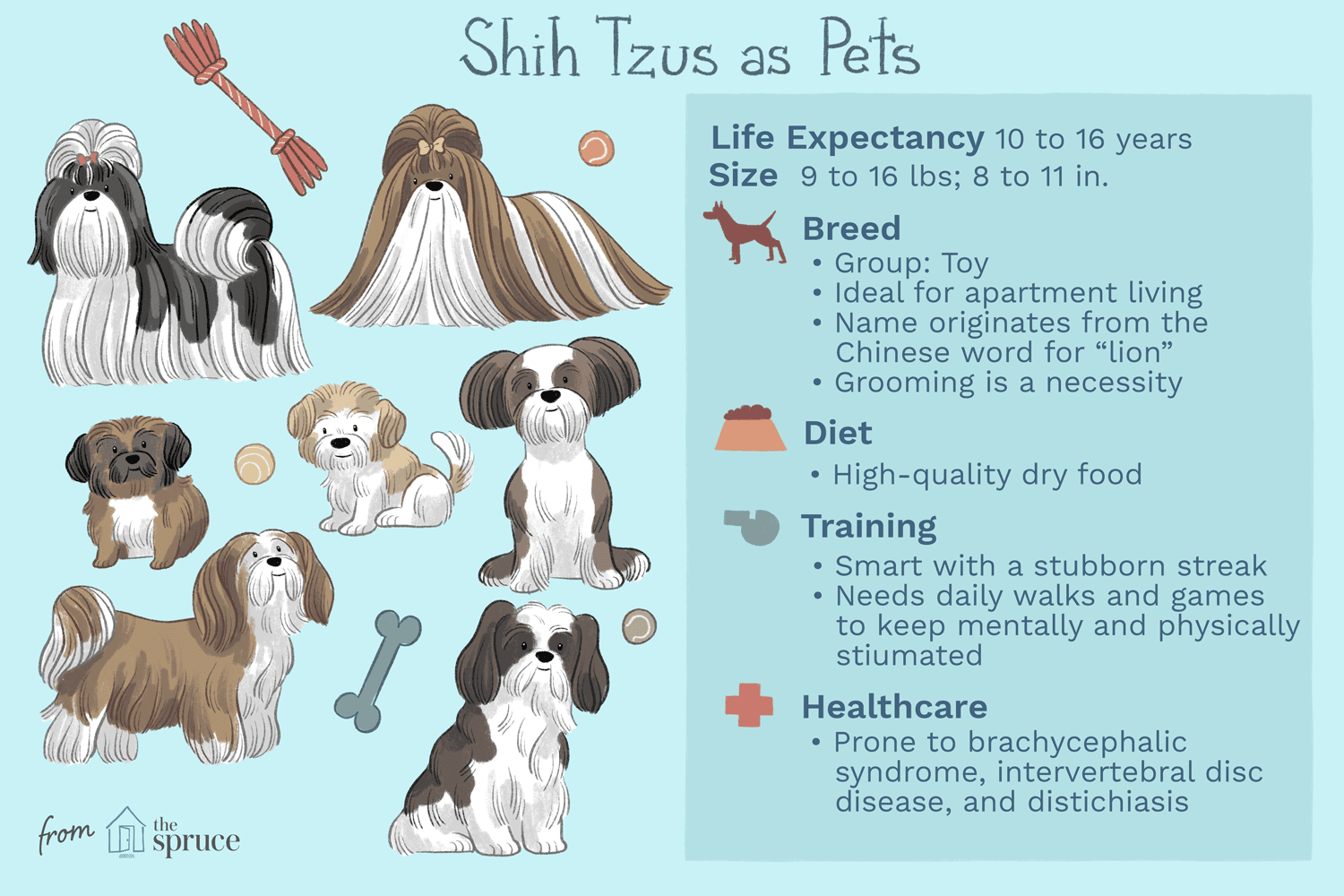 Shih Tzu Dog Breed: Characteristics, Care, and Training Tips