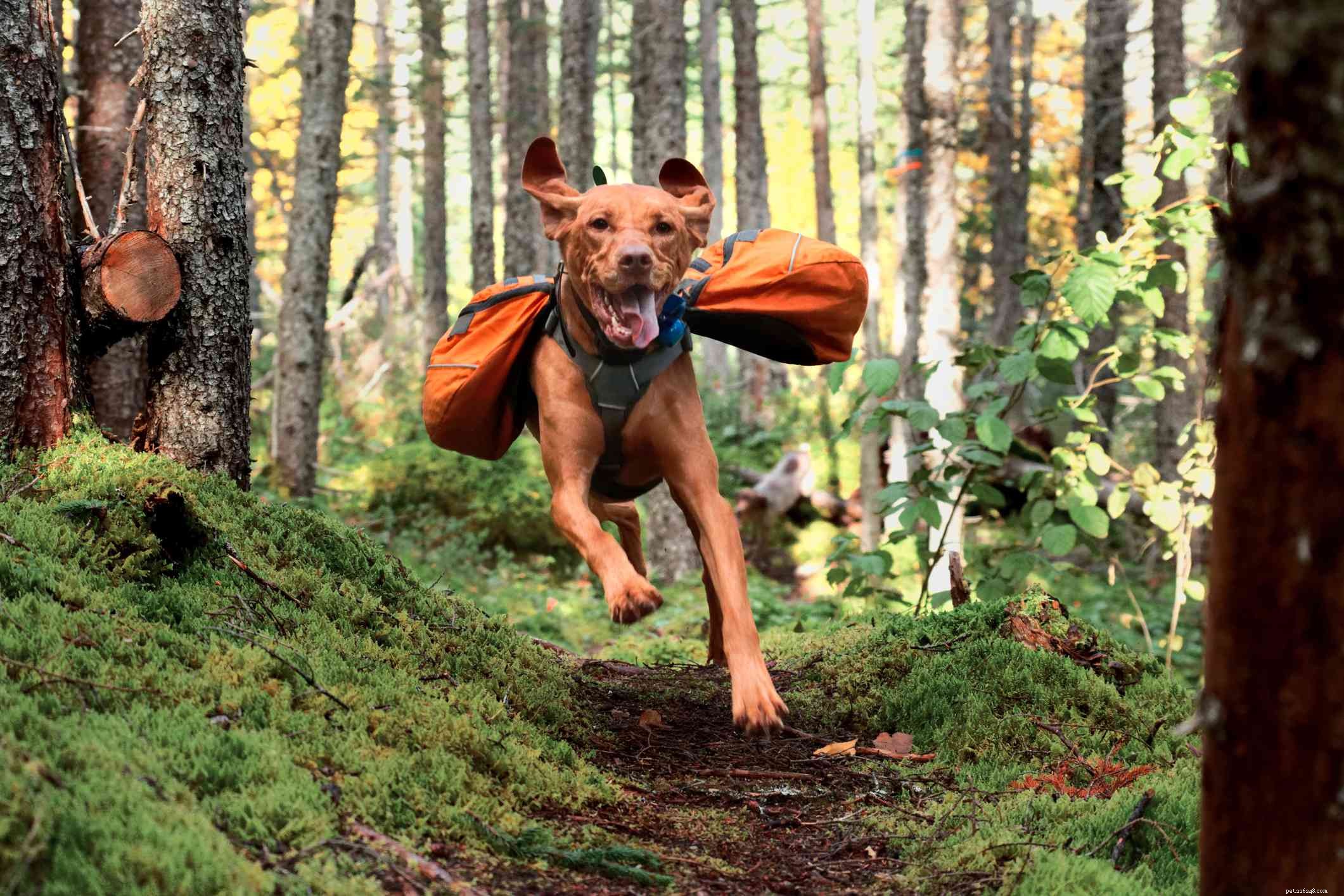 Vizsla Dog Breed Guide: Traits, Care & Training