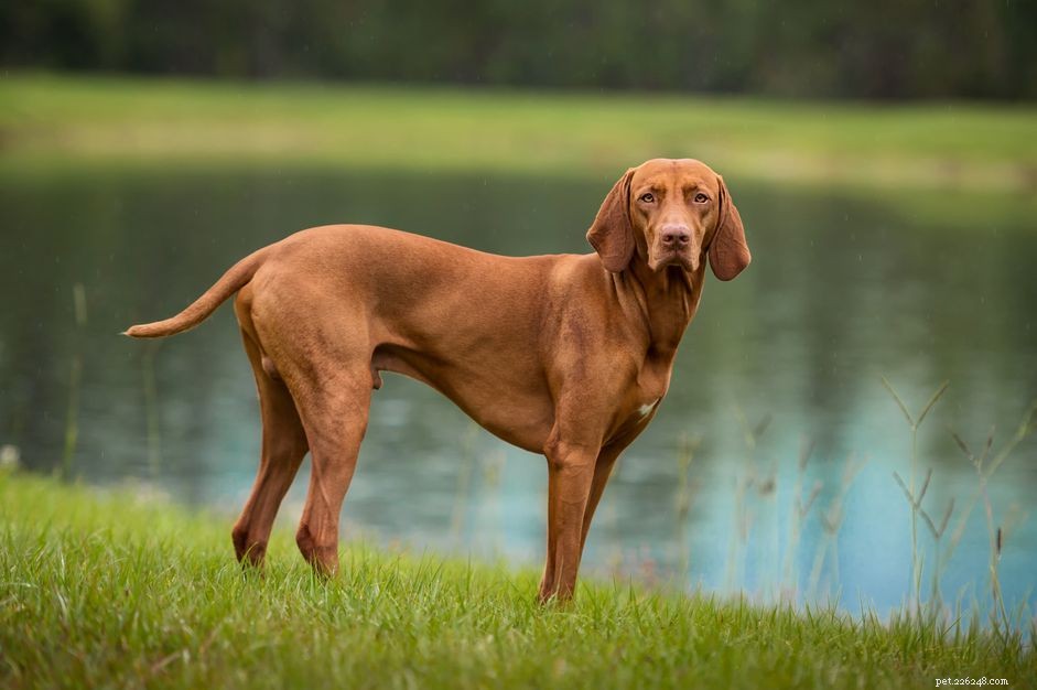 Vizsla Dog Breed Guide: Traits, Care & Training