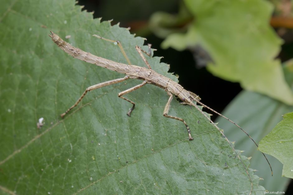 Is a Stick Insect the Right Pet for You? A Comprehensive Care Guide