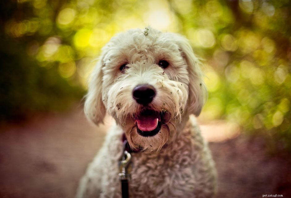 Goldendoodle (Groodle): Comprehensive Guide to Breed Traits, Training, and Care