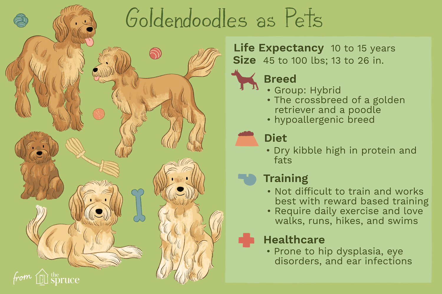 Goldendoodle (Groodle): Comprehensive Guide to Breed Traits, Training, and Care