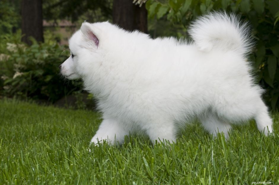 American Eskimo Dog: Traits, Care, and Adoption Guide