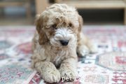 Goldendoodle (Groodle): Comprehensive Guide to Breed Traits, Training, and Care