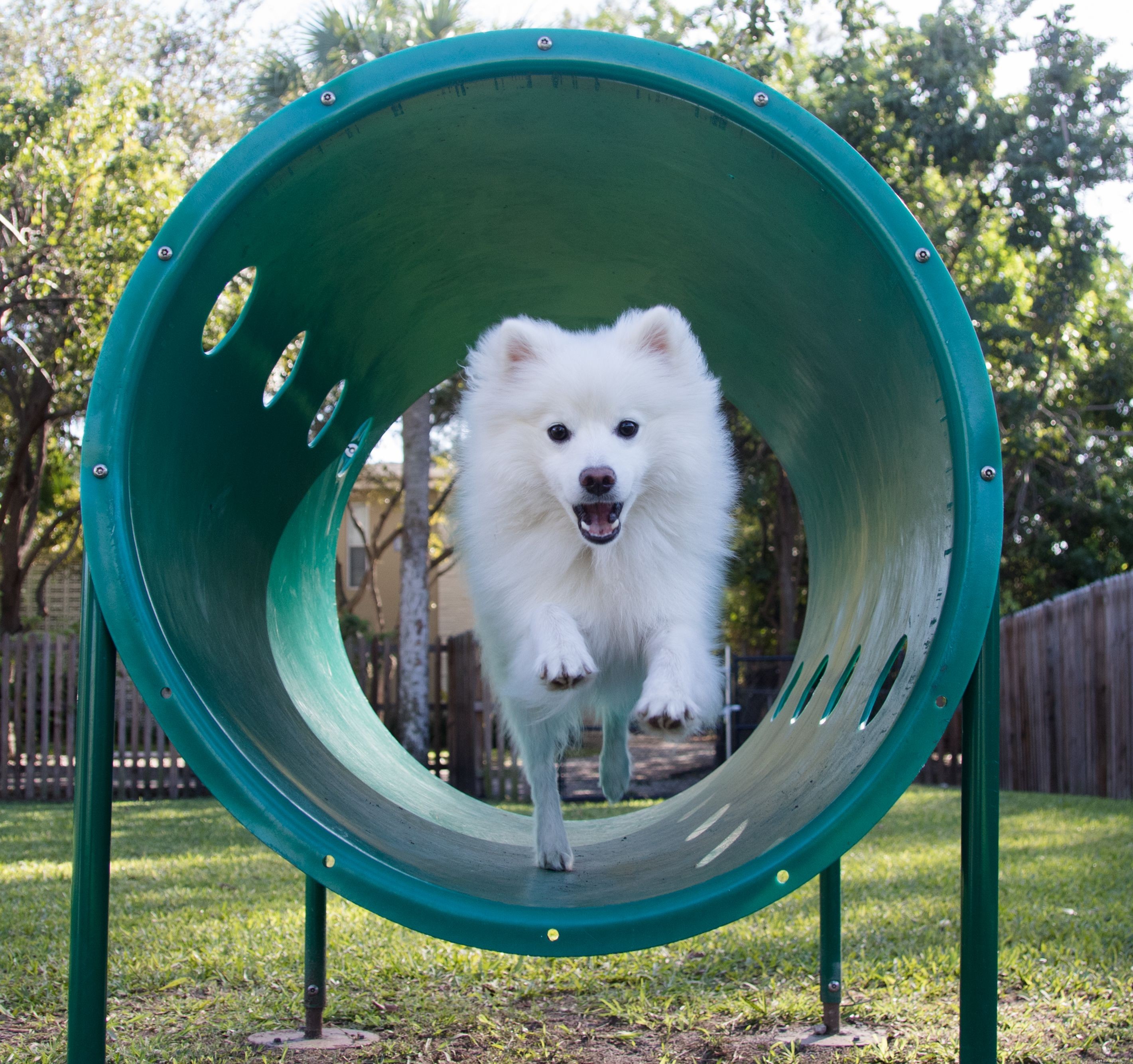 American Eskimo Dog: Traits, Care, and Adoption Guide