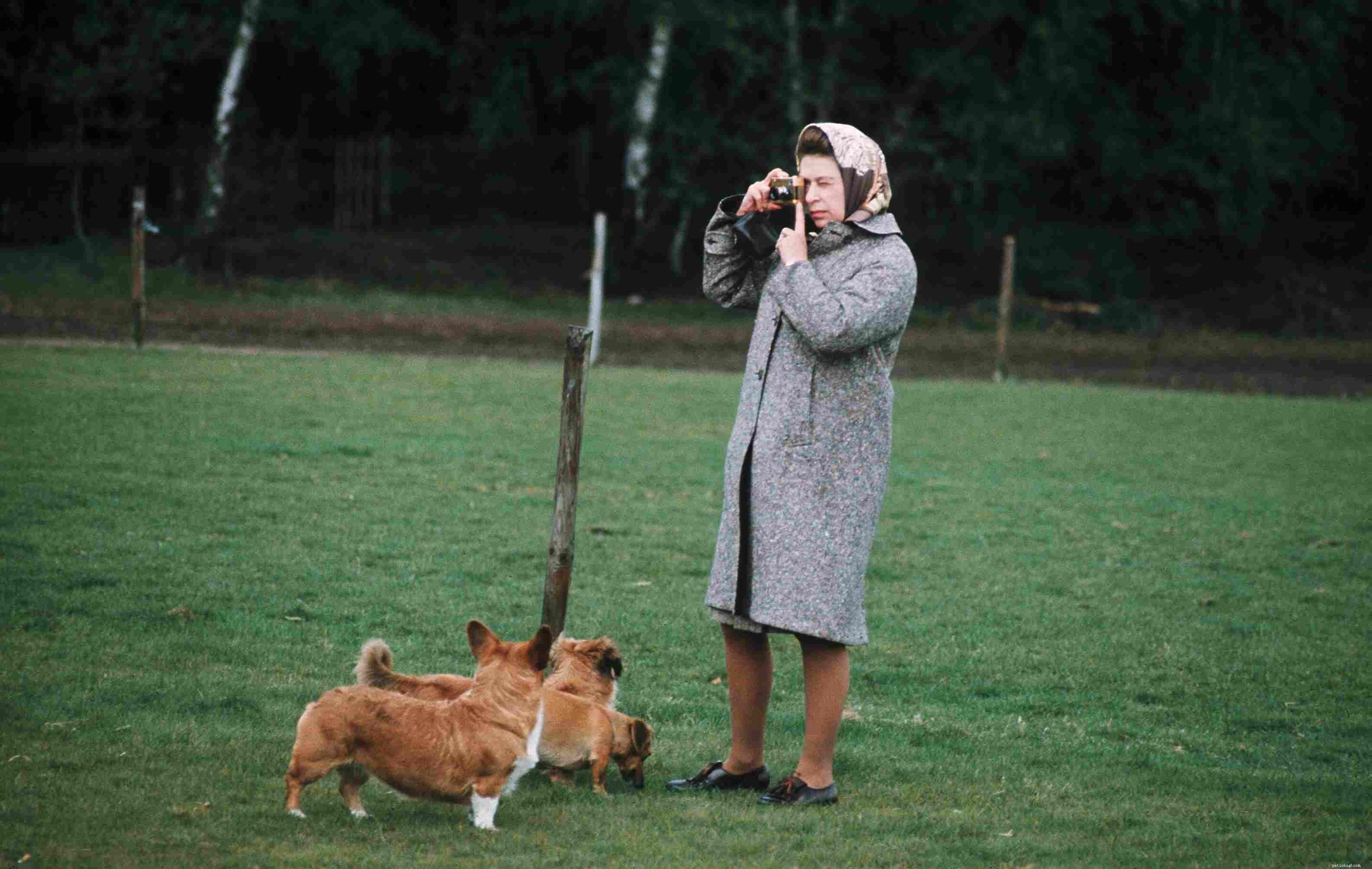 Pembroke Welsh Corgi: Comprehensive Guide to Traits, Care, and Health