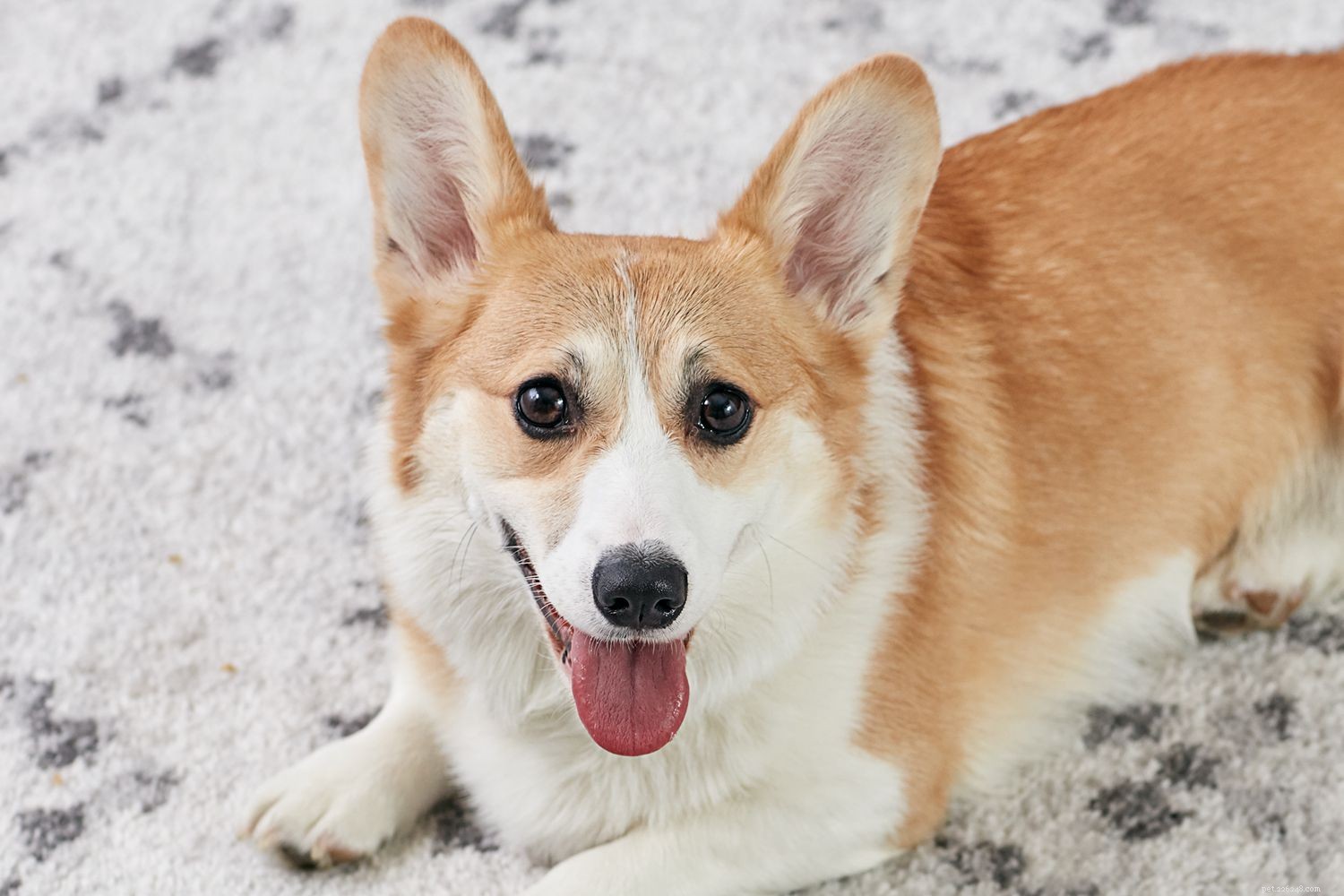 Pembroke Welsh Corgi: Comprehensive Guide to Traits, Care, and Health