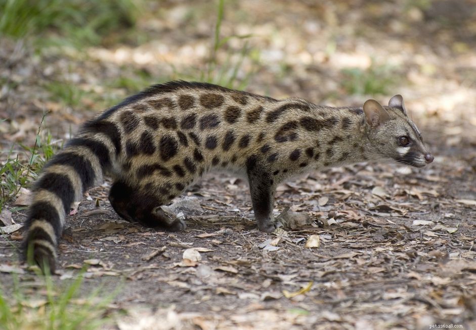 Genet Cats: In-Depth Species Profile & Care Guide