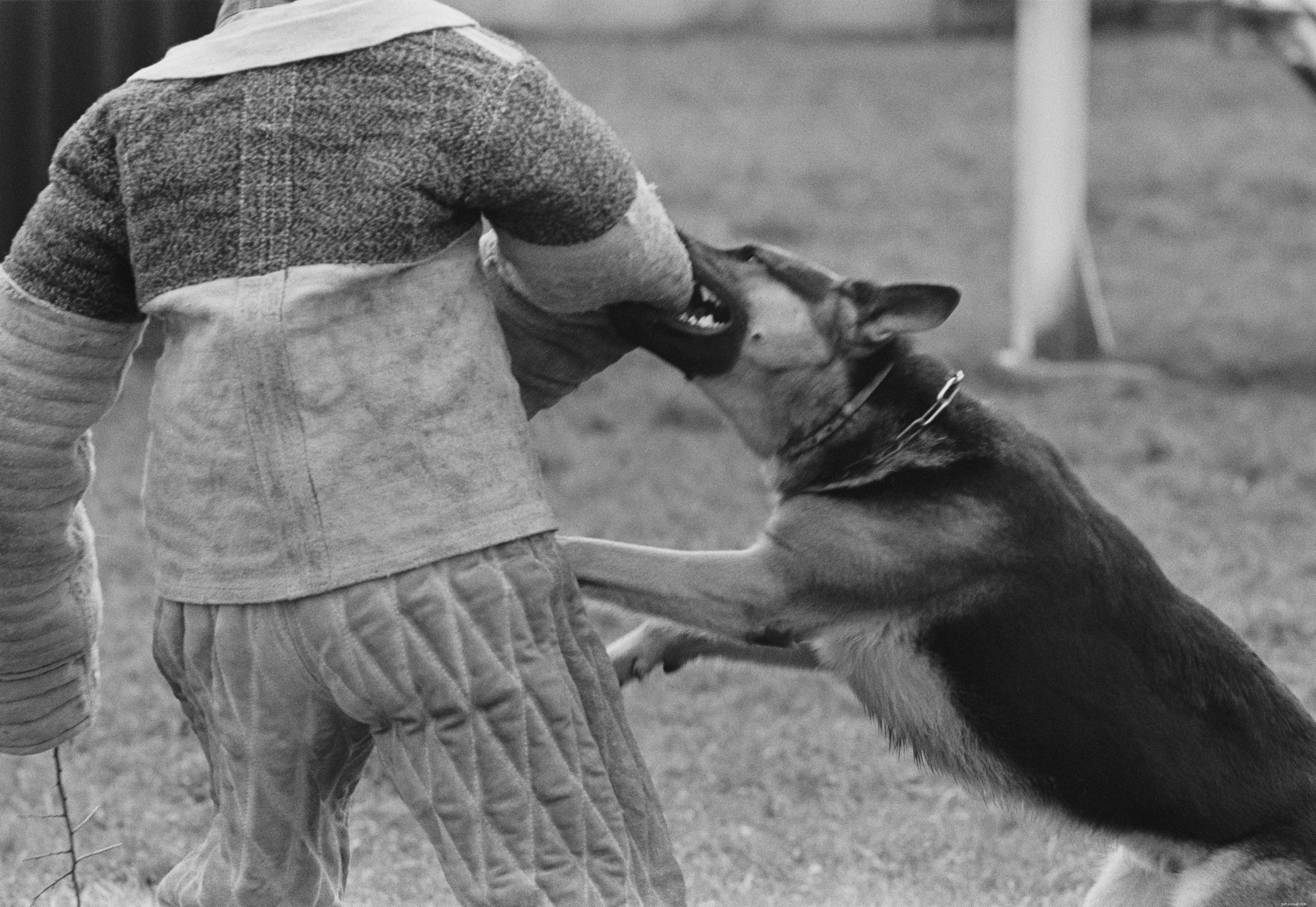 German Shepherd: Characteristics, Care, and Training Guide