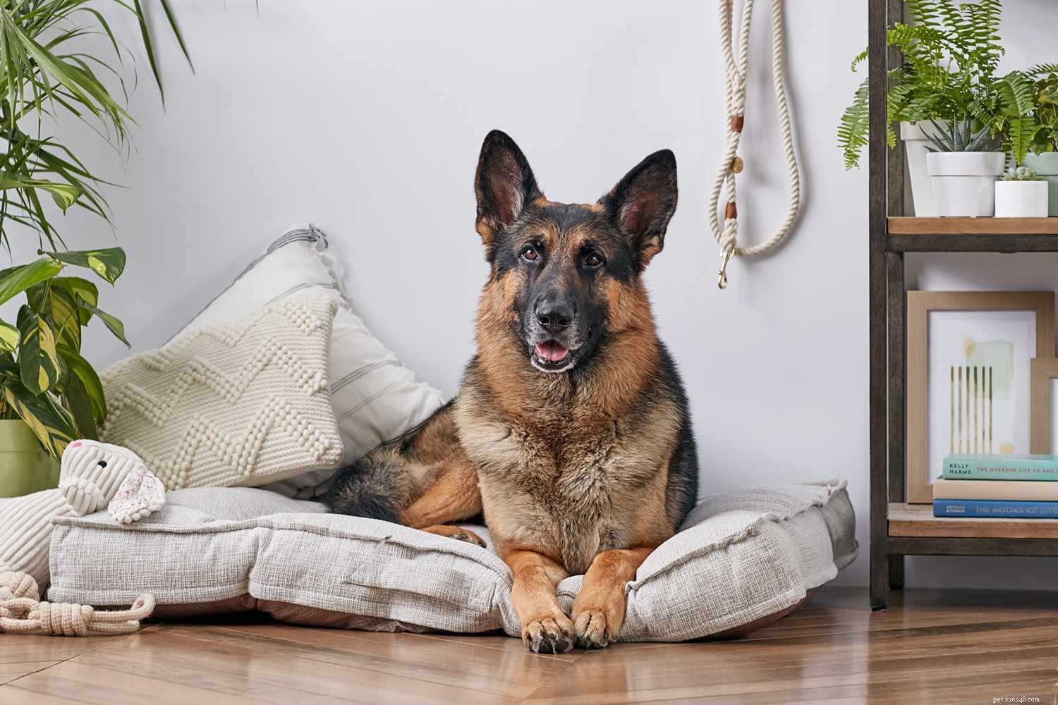 German Shepherd: Characteristics, Care, and Training Guide