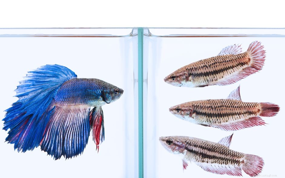Female Betta Fish: Stunning Color Variations Explained