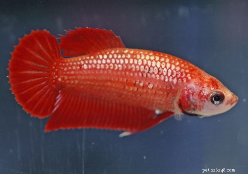Female Betta Fish: Stunning Color Variations Explained