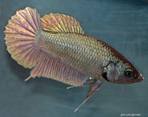 Female Betta Fish: Stunning Color Variations Explained