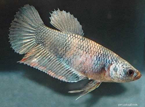 Female Betta Fish: Stunning Color Variations Explained