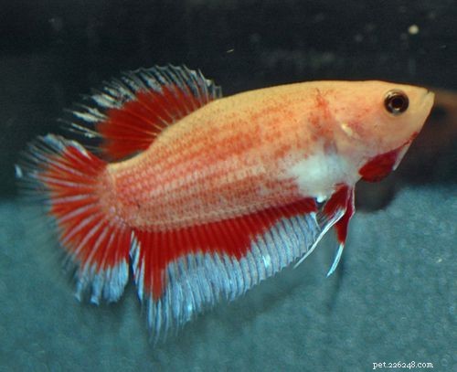Female Betta Fish: Stunning Color Variations Explained
