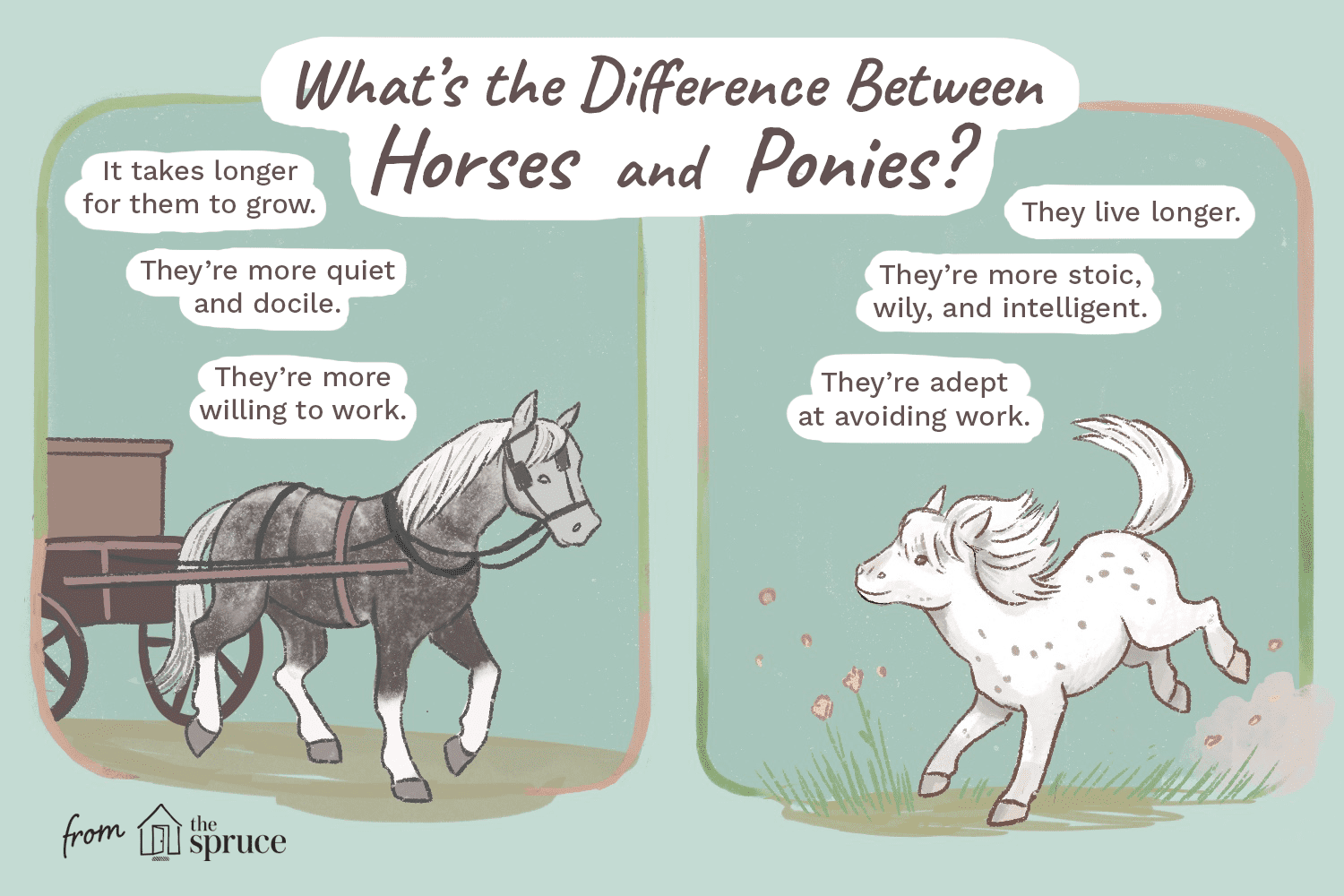 Horses vs. Ponies: Key Differences Explained