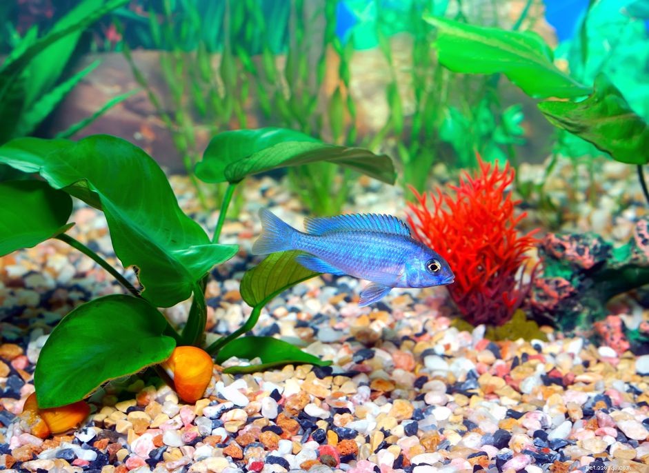 Master Canister Filter Media Packing: A Step-by-Step Guide for Clear, Healthy Aquarium Water