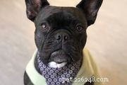 French Bulldog (Frenchie): Comprehensive Guide to Breed Traits, Care, and Health