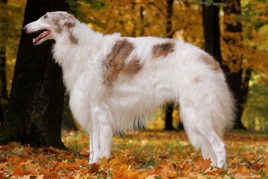 Borzoi: Comprehensive Guide to Breed Traits, Care, and Training