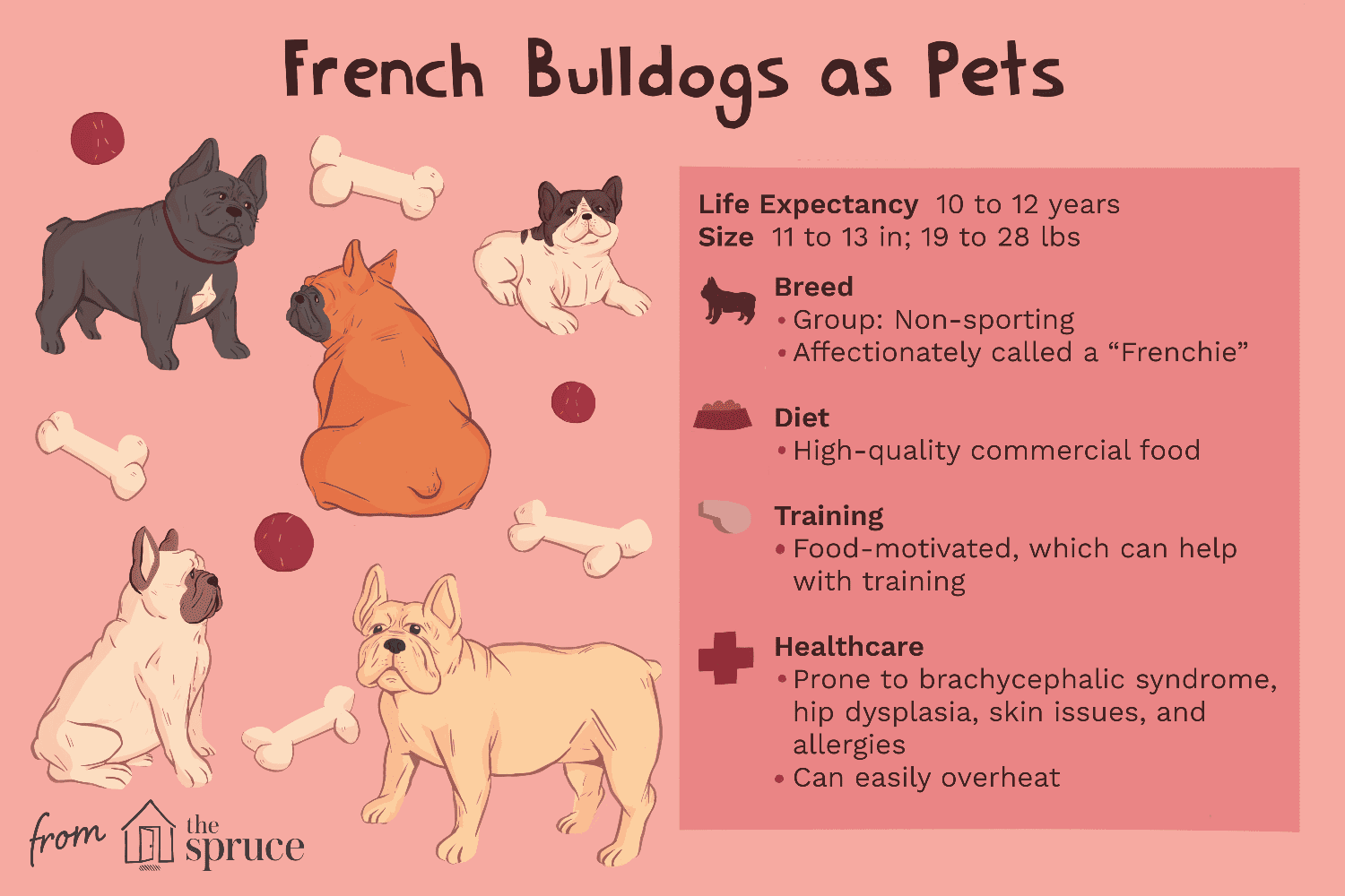French Bulldog (Frenchie): Comprehensive Guide to Breed Traits, Care, and Health