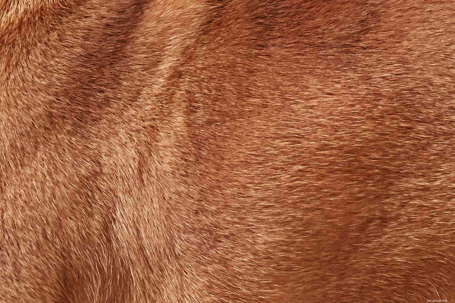 French Bulldog (Frenchie): Comprehensive Guide to Breed Traits, Care, and Health