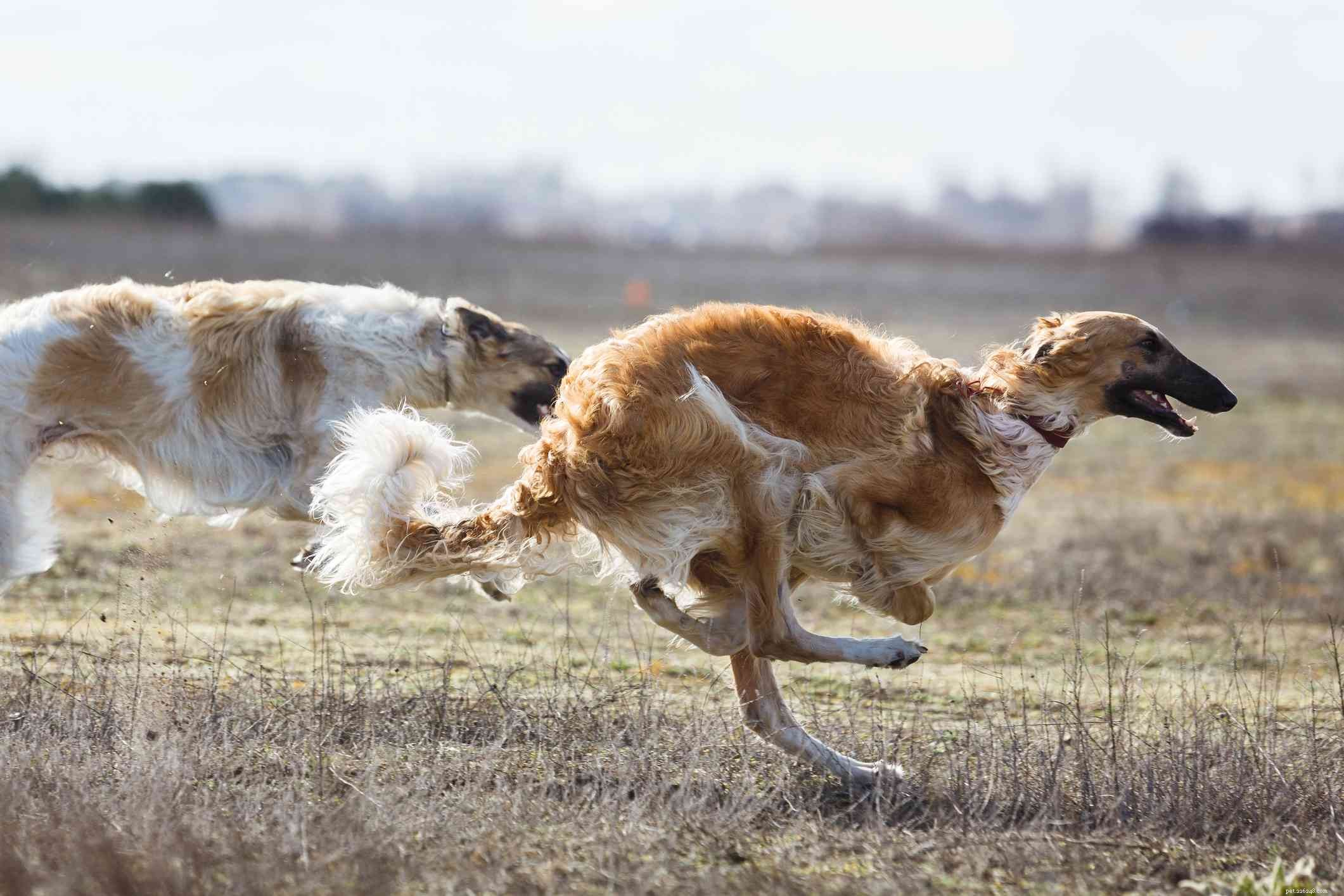 Borzoi: Comprehensive Guide to Breed Traits, Care, and Training