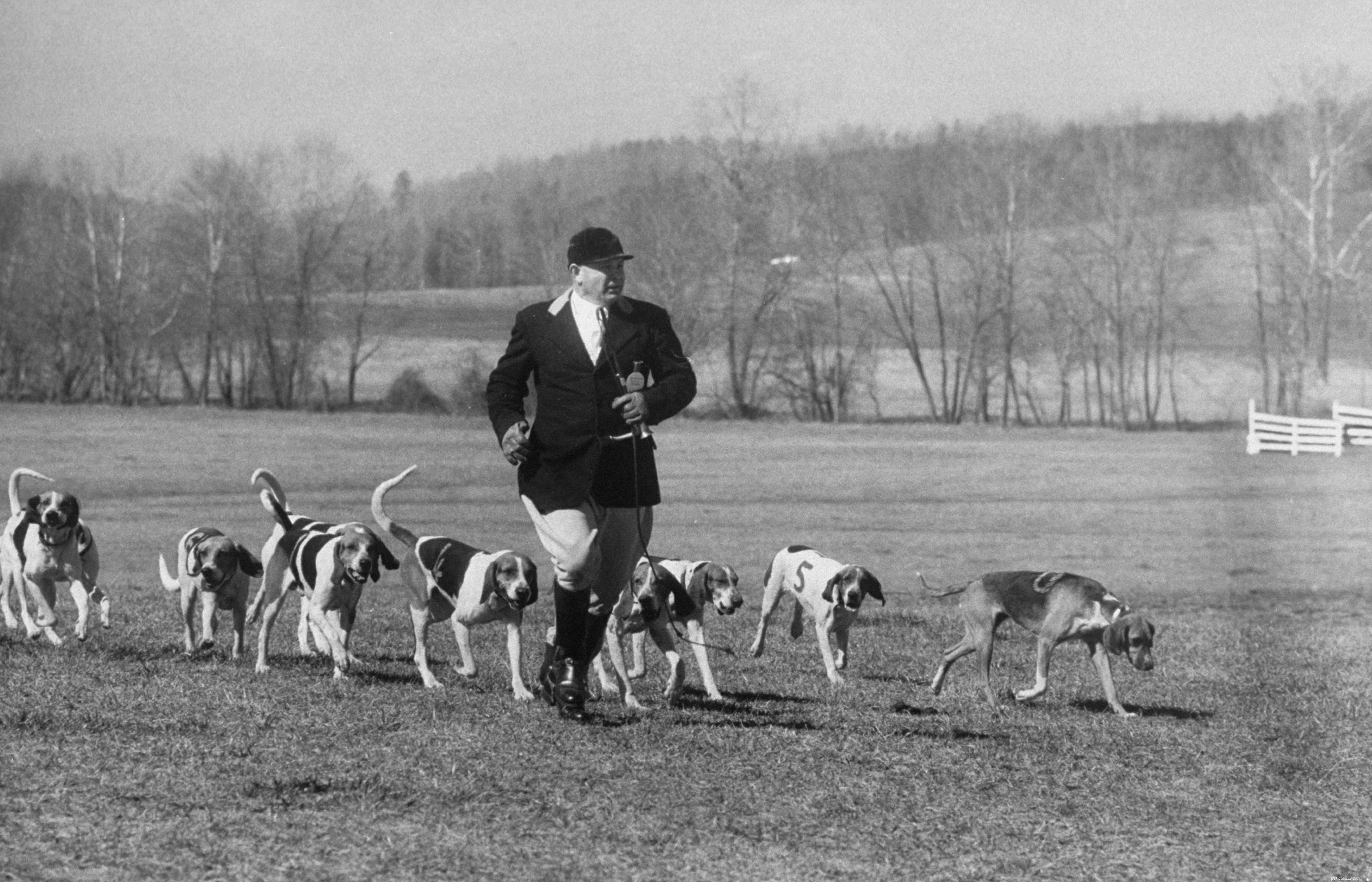 Beagle Dog Breed Guide: Characteristics, Care, and Training