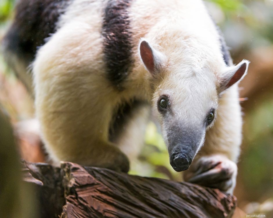 Is an Anteater a Responsible Pet Choice? A Guide to Care, Costs, and Legalities