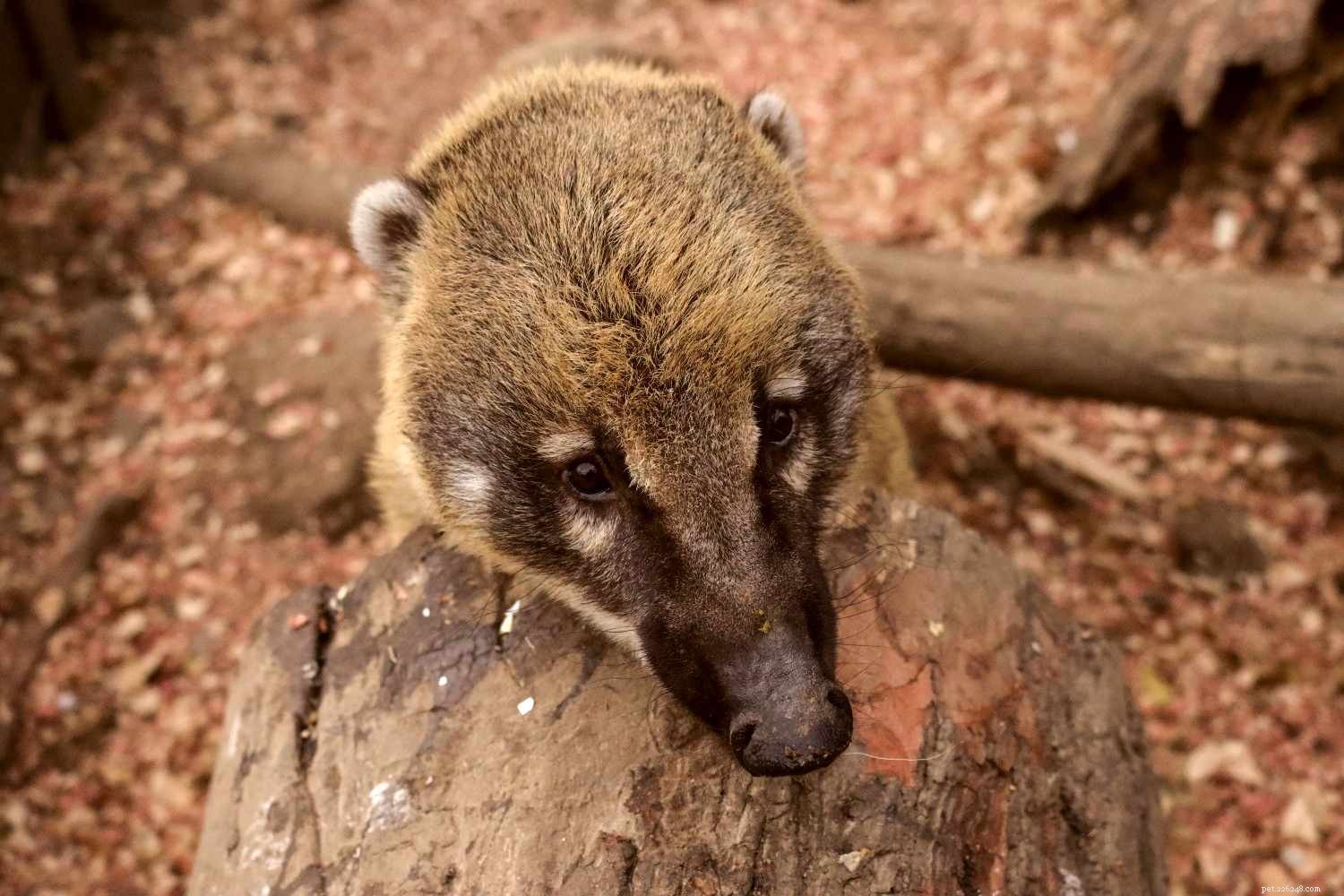 Is a Coatimundi (Coati) Right for Your Home? Expert Guidance on Care and Compatibility