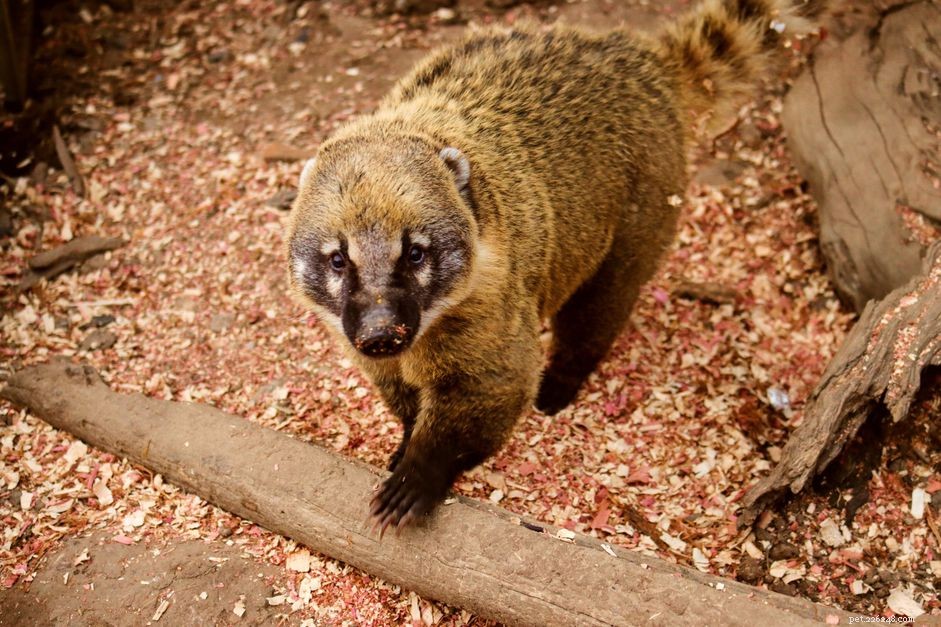 Is a Coatimundi (Coati) Right for Your Home? Expert Guidance on Care and Compatibility