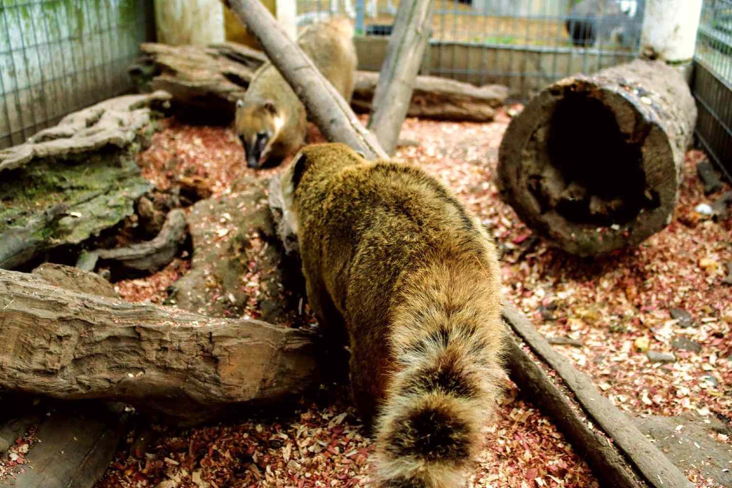 Is a Coatimundi (Coati) Right for Your Home? Expert Guidance on Care and Compatibility