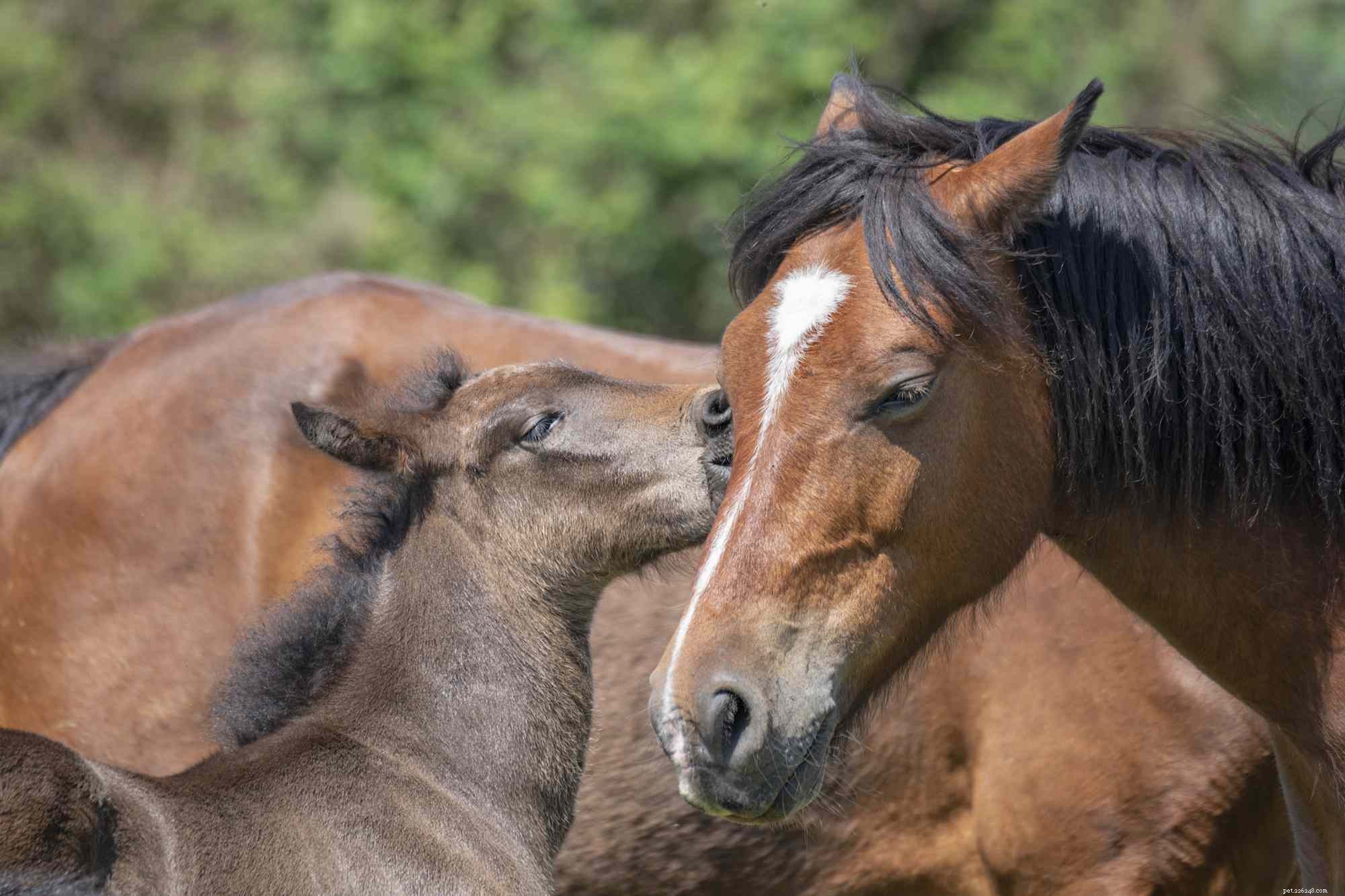 Defining a Filly: How Horse Age and Gender Determine the Term